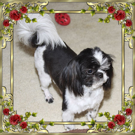 Stormy Chinese Imperial Shih Tzu